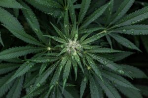 La vape et les fleurs de cdb