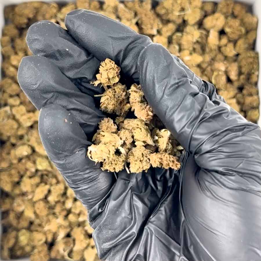 SMALL BUD - CBD pas cher